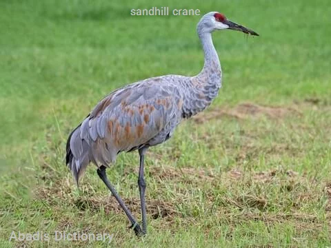 sandhill crane